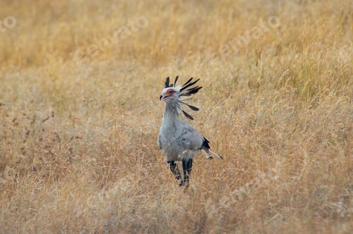 Preview: The Secretary Bird is a large, primarily ground-dwelling bird of prey native to Africa