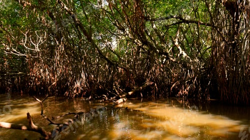 Preview: Swamp forests in wetlands, concept of wildlife and biodiversity. Action. Close up of tree with