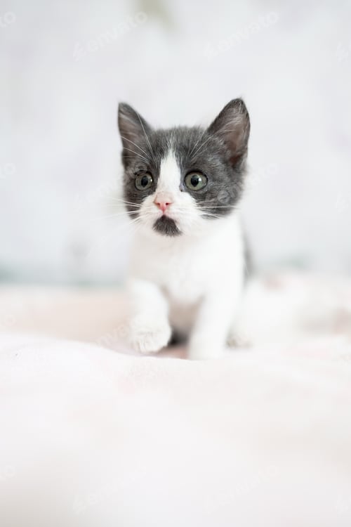 Preview: Cute little grey and white kitten sitting on sofa. Young cute little kitty at home. Cute funny home