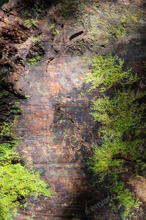 Preview: bark texture with moss