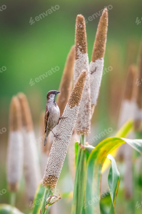 Vorschau: Haussperling
