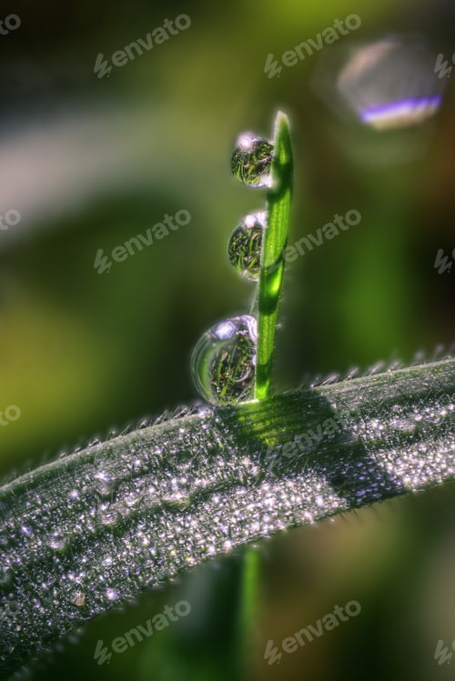 Preview: Three Dew Drops on a Green Grass Blade