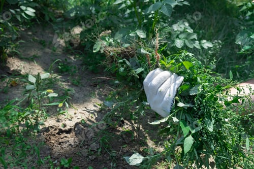 Preview: A hand in textile glove hold weeds in the garden background. Gardening concept.