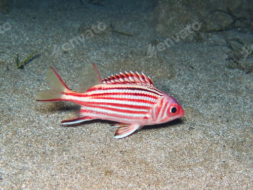 Preview: Squirrel fish from Cyprus