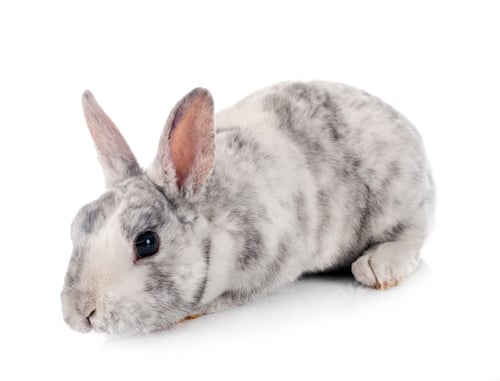 Preview: Mini Rex in studio