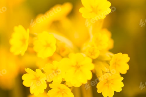 Preview: Garden in bloom