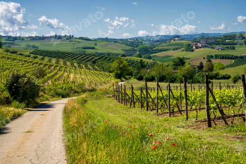 Preview: Vineyards of Langhe, Piedmont, Italy at May