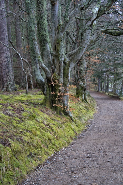 Preview: Green Moss covers the forest landscape