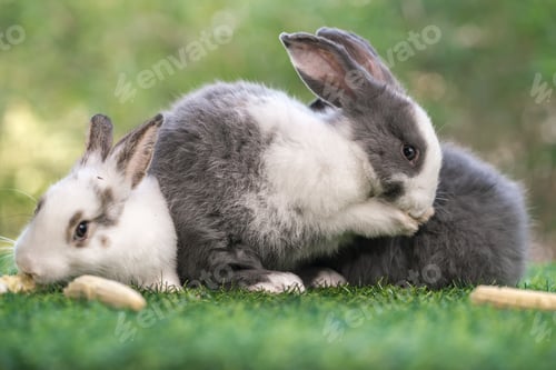 Preview: bunny Easter fluffy baby rabbit or new born rabbit.