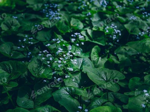 Preview: Full frame of forget-me-nots in the moonlight in the meadow.