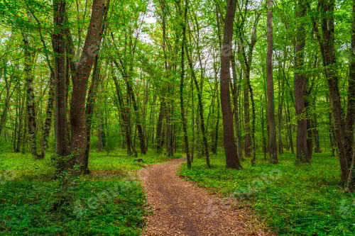 Preview: Path in the green dense summer forest