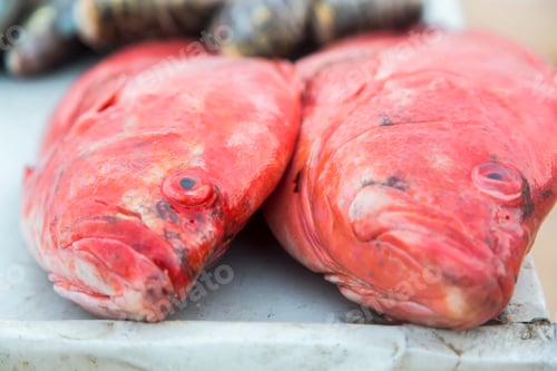 Preview: Fresh seafood
