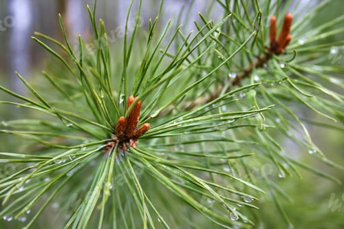 Preview: Coniferous tree with sprouts and water drops