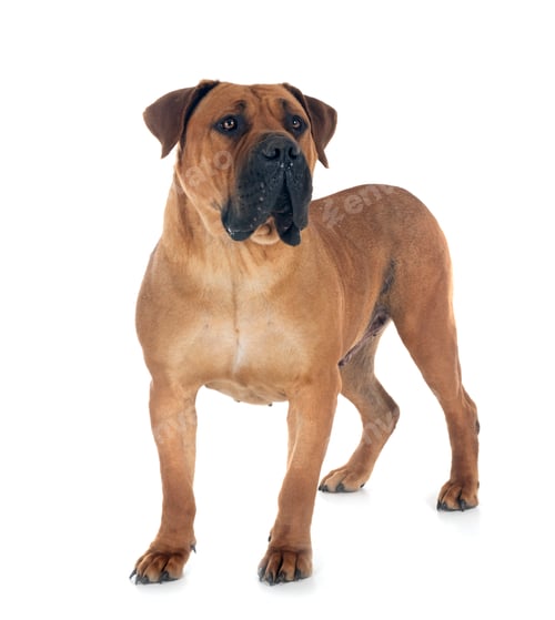 Preview: African boerboel in studio
