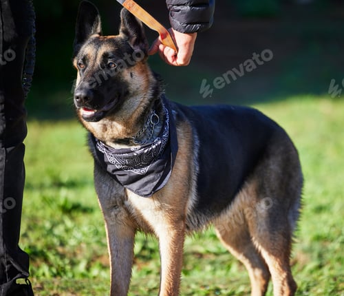 Preview: Shot of an adorable german shepherd being trained by his owner in the park