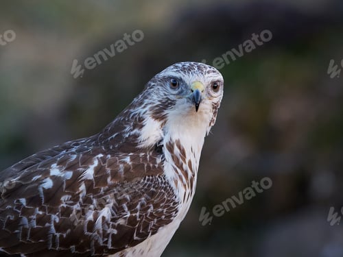 Preview: Common buzzard (Buteo buteo)