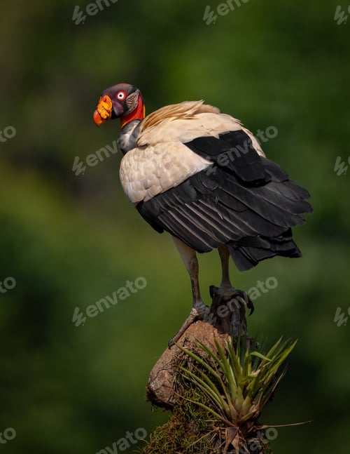 Preview: A King Vulture in Costa Rica