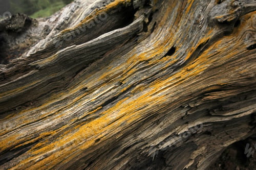 Preview: Closeup of tree trunk