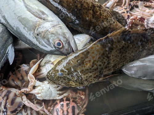 Preview: Various types of fresh fish and crabs are freshly placed by traders in a black container for sale.