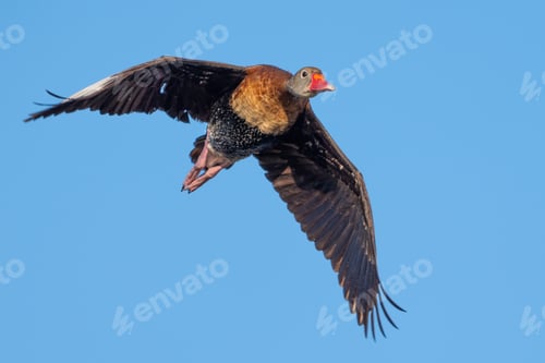 Preview: Black-bellied Whistling Duck in Flight