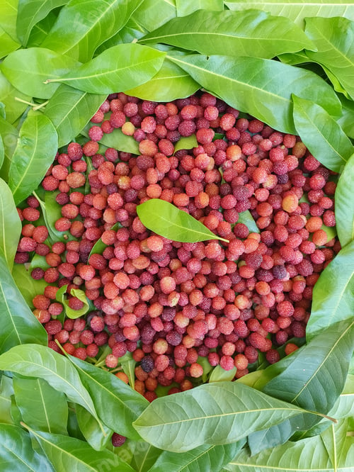 Preview: Natural fruit - High angle view of myrica esculenta (kafal) with leaves in hilly region of India