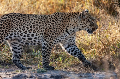 Preview: An adult female leopard (Panthera pardus) near the Khwai River in Botswana, Africa.