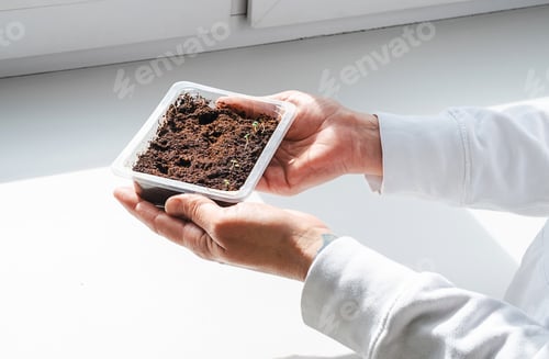 Preview: Person Holding Seedlings Box with Lavender Sprouts Against Window Sill.