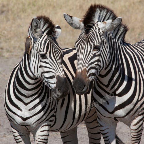 Preview: Zebra - Botswana