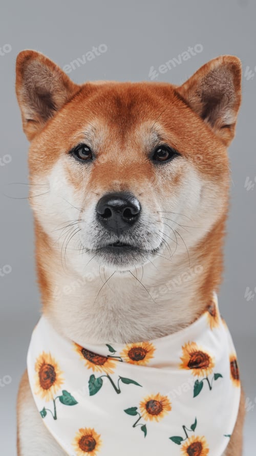 Preview: Cute japanese doggy with neckerchief against white background