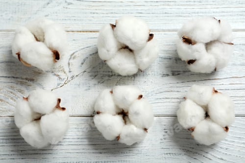 Preview: Flat lay composition with cotton flowers on white wooden background