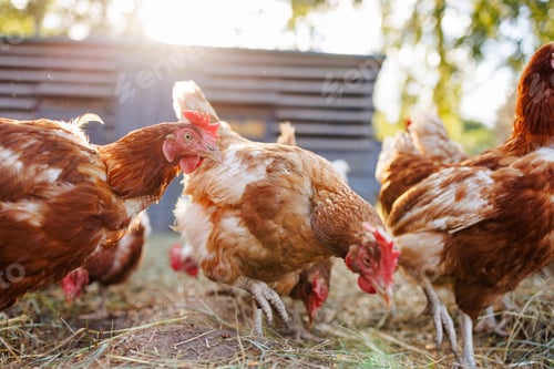Preview: chicken close up on background of chicken eco farm, free range chicken farm