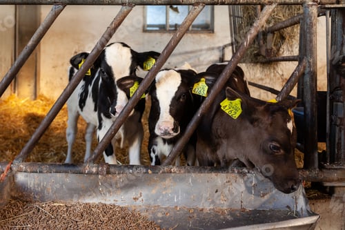 Preview: Row of three calves eating hay in a barn