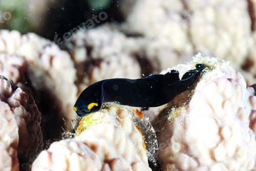 Preview: Midnight Wanderer Creeping Along Coral Reef, Vibrant Underwater World of Red Sea