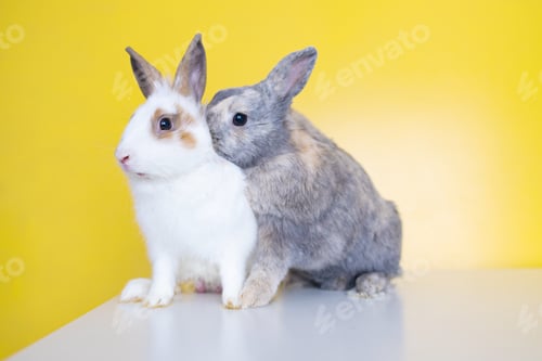 Preview: Lovely bunny easter rabbit on yellow background. beautiful lovely pets. Cute small bunny for Easter