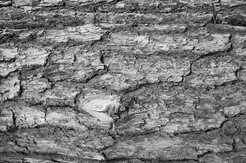 Preview: Closeup grayscale shot of an old pine tree bark texture
