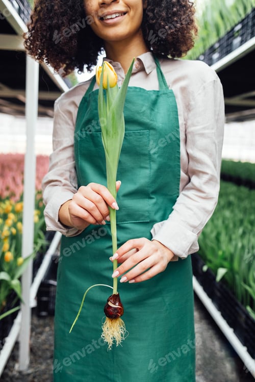 Preview: Close up of female hands of african girl in green apron holding tulip