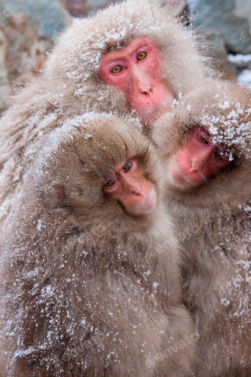 Preview: Japanese Macaques in the cold and snowo on Honshu island.