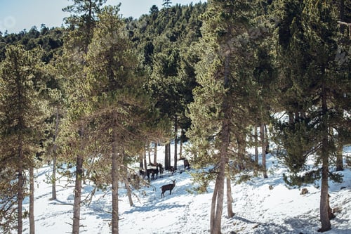 Preview: Noble deers near trees between snow