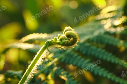 Preview: Macro photography of ferns