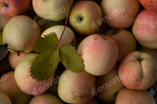 Preview: fresh ecologicaly clean apples from farm