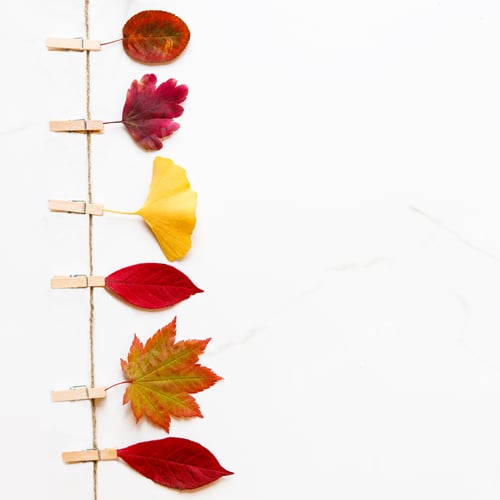 Preview: Top view of autumn leaves - birch maple ginkgo on string with clothespins on white marble background