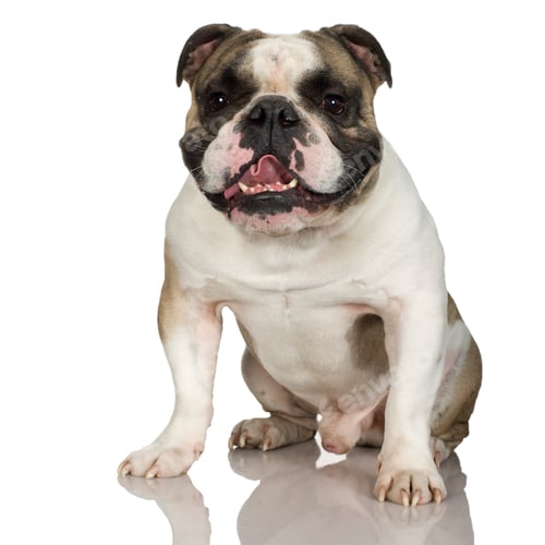 Preview: english Bulldog (3 years)