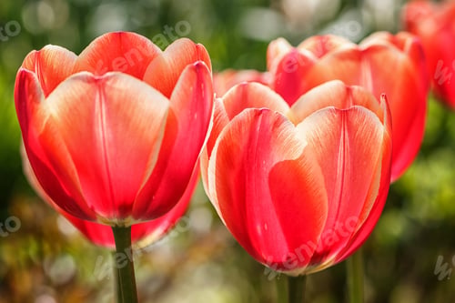 Preview: Beautiful rose tulip flowers with green blurred background.