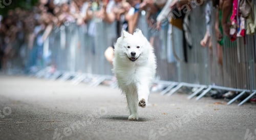 Preview: cute dog running at dog speed race