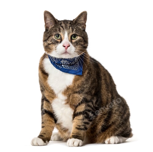 Preview: Mixed-breed cat sitting, cut out