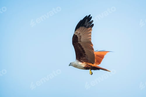 Preview: Lesser Fish Eagle (Haliaeetus Humilis), Kappil Beach, Varkala, Kerala, India