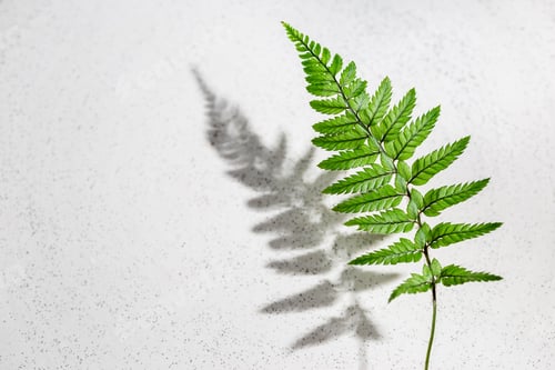 Preview: Fern leaf with hursh shadow on grey background