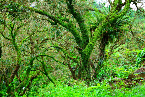 Preview: Tropical forest