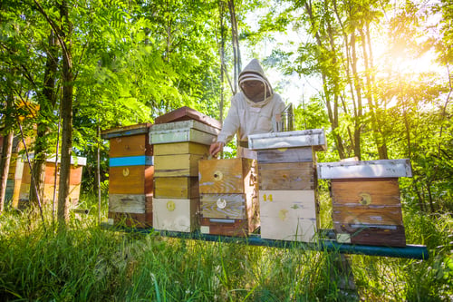 Preview: Beekeeper