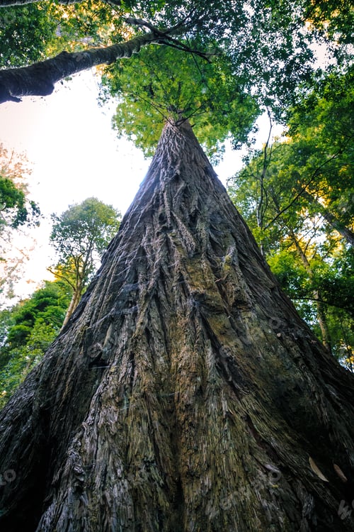 Preview: Hyperion Tree Is The Tallest Tree In The World, Redwoods National And State Parks, California